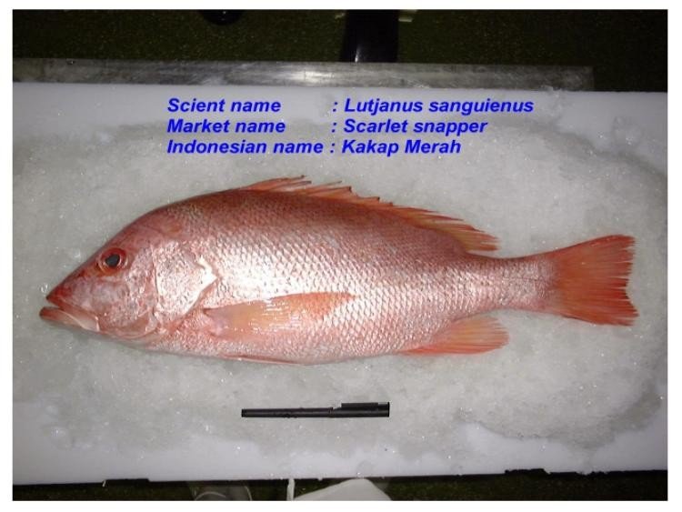 Snapper