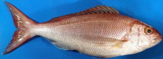 Gold Banded Snapper