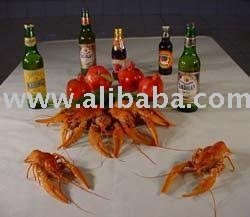 CRAYFISH (ASTACUS LEPTODACTYLUS)  AZERBAIJAN 