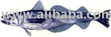 Pacific Whiting