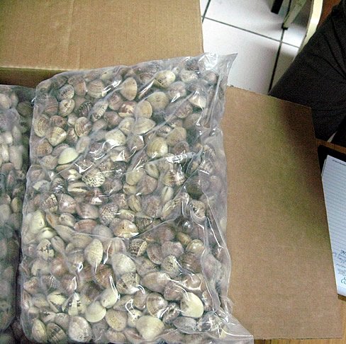 Almeja / Clams (Trasennella Pannosa)