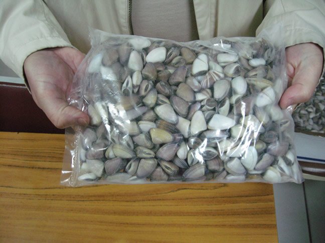 Tellina / Bongolle / Baby Clams (Donax Spp)