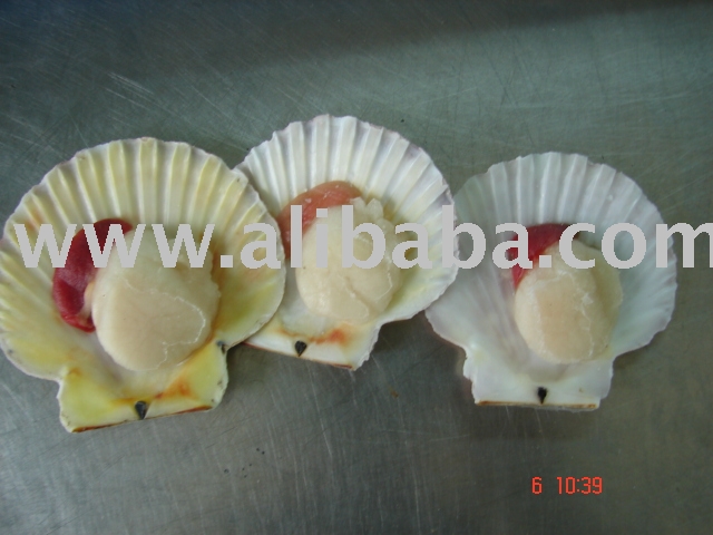 Yellow Clam Meat 800 1000 1000 Up From Vietnam