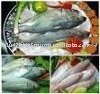 frozen Seafood