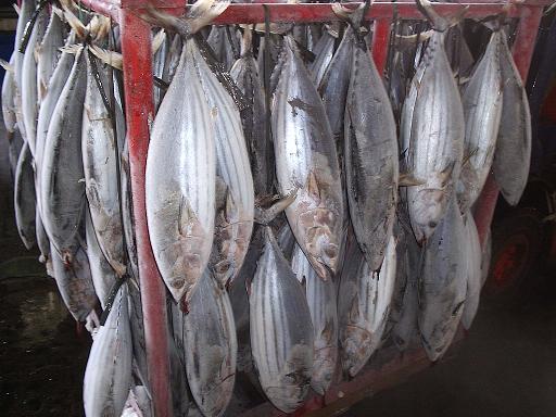 Skipjack