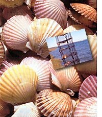 Live-in-the-Shell Scallops