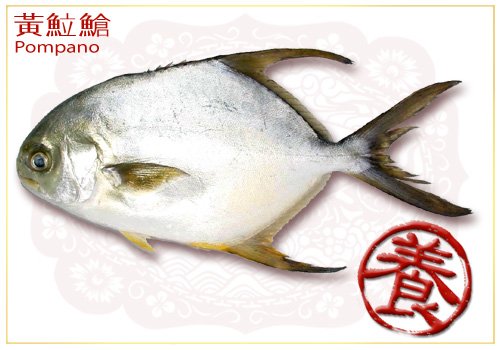 Silver Pomfret