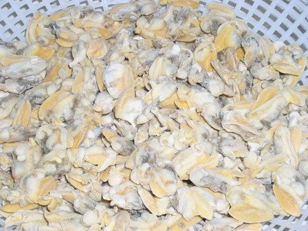 Clam