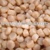 Scallop Patinopecten (Mizuhopecten) Yessoensis
