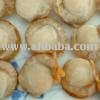 Frozen Boiled Scallops With Skirt (Frill)