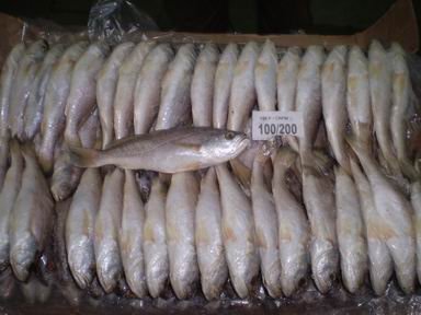  Frozen   Croaker 