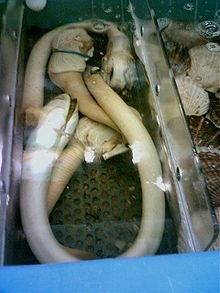 Frozen and Alive Geoduck
