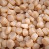 Bay / Chlamys Scallop