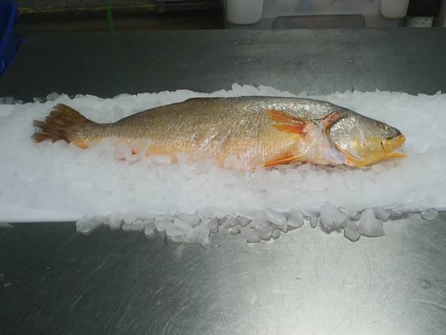 Corvina W/ G (Cynoscion Acoupa)