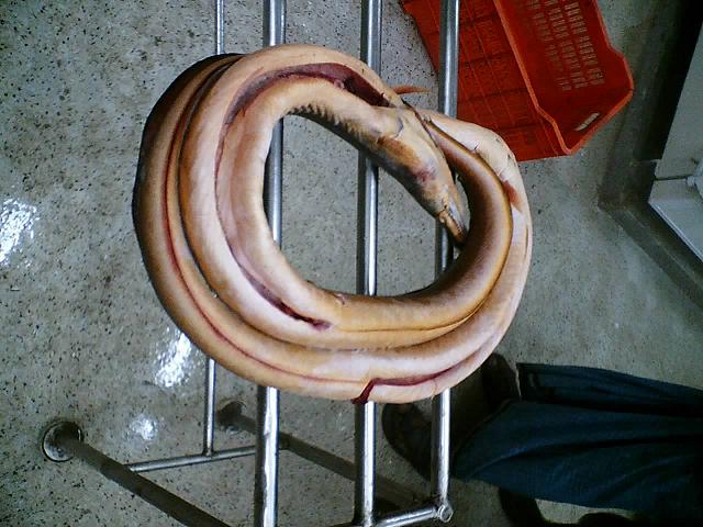 Frozen Conger  Eel 