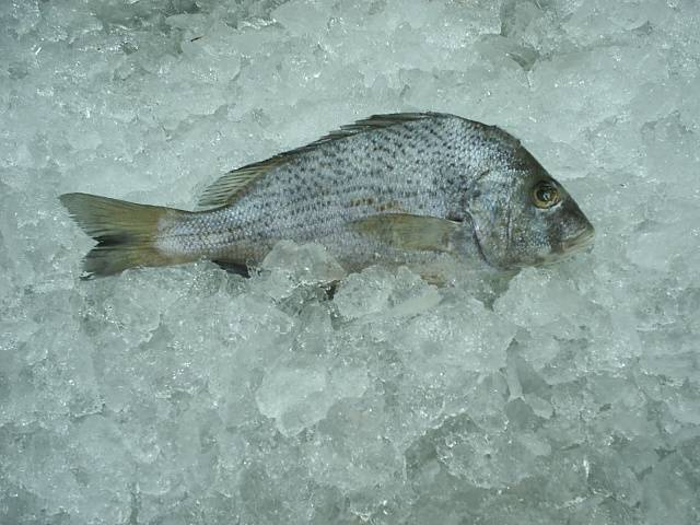 Grunts W/ G (Haemulon Plumieri)