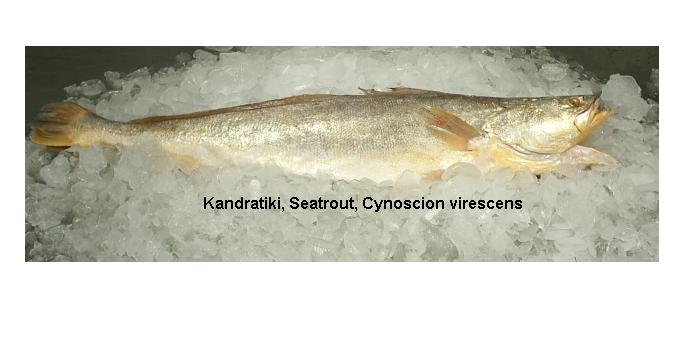 Seatrout W/ G (Cynoscion Virescens)
