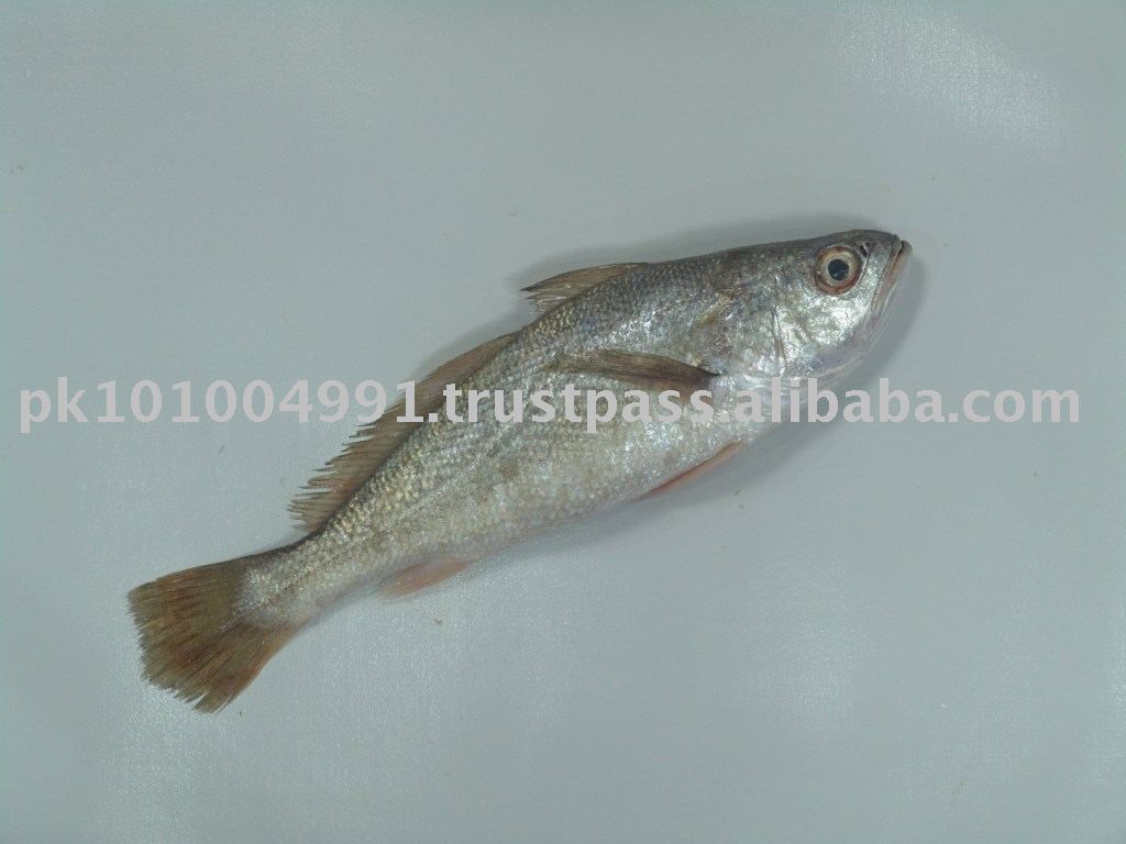Croaker (Silver, Yellow, Tiger Tooth)