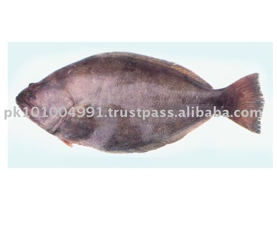 Indian Halibut