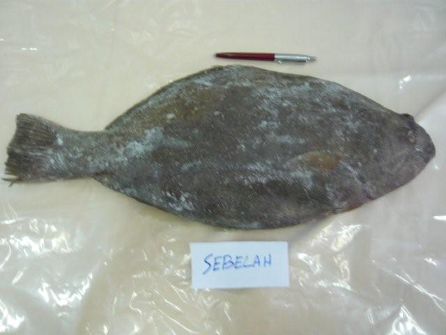 Frozen Indian Halibut