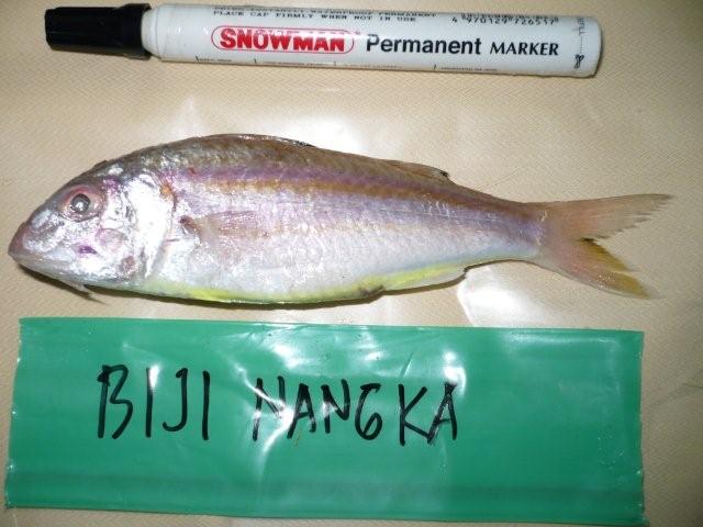 Frozen On  Board   Red  Mullet