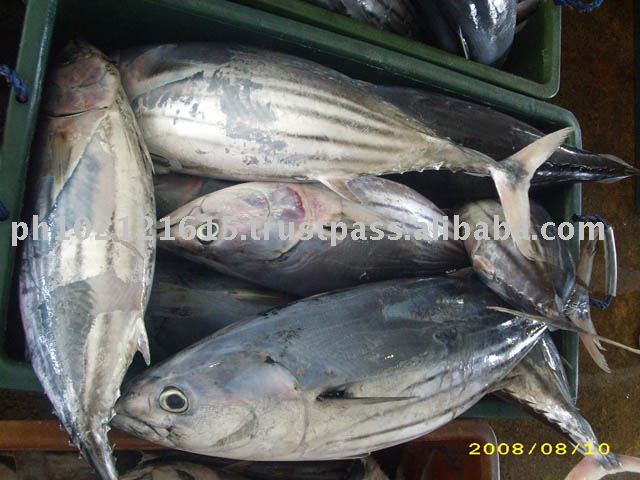 Skipjack (Katsuwonus pelamis)