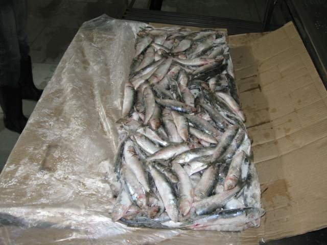 Sardine,Thailand price supplier - 21food