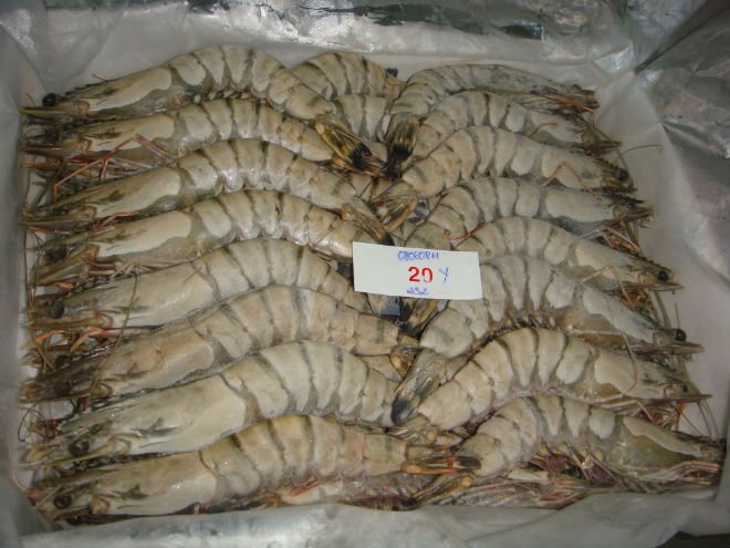 Black tiger shrimp hoso