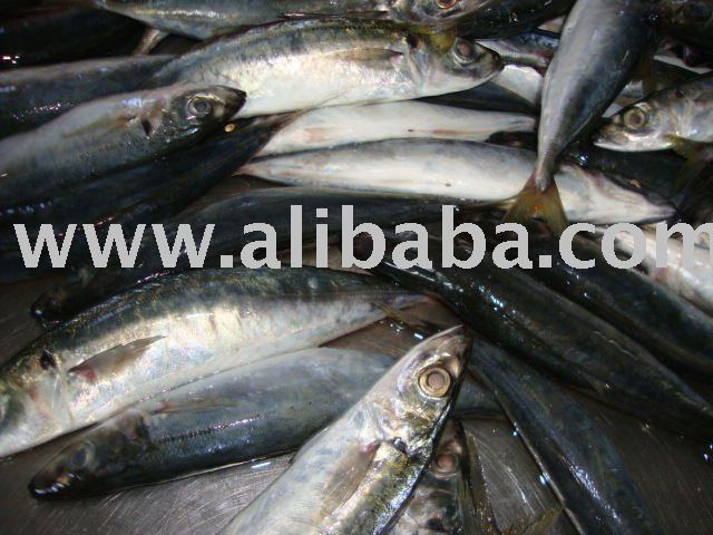 Frozen Muroaji For Tuna Bait
