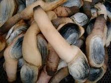 Fresh and  frozen   Geoduck s