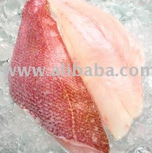 SCARLET SNAPPER
