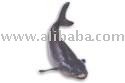 Whole round Cobia