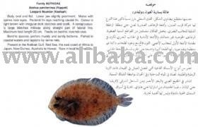  Leopard  Flounder