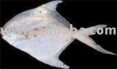 Silver pomfret - White pomfret Pampus argenteus