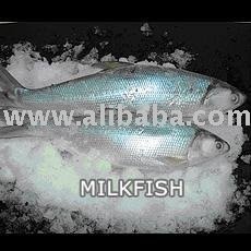 Milkfish