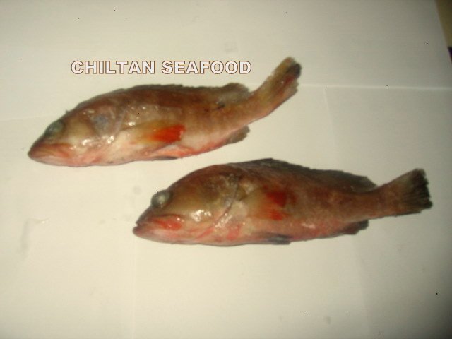 REEF   COD 