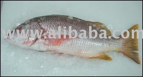 Yellowtail Snapper