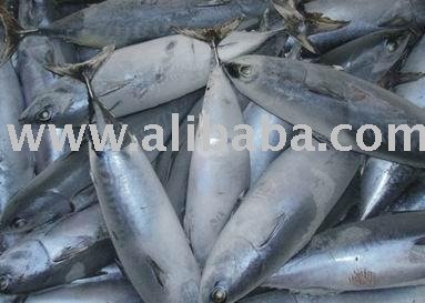 Bonito