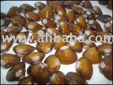  Varnish  Clam