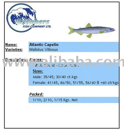 Atlantic Capelin