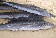 Espadon xiphias (Xiphias gladius)