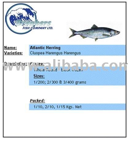 Atlantic Herring