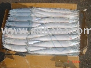 Pacific Saury Cololabis   Saira
