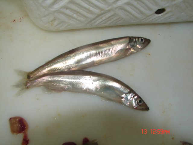 Male Capelin