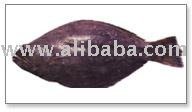 Indian Halibut