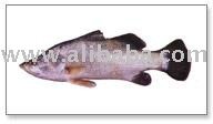 Sea Bass