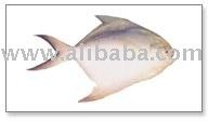 Silver Pomfret