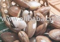  Whole   Clam 