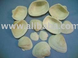 White cup shell