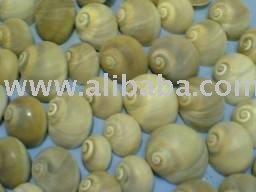 Whales eye sea shell
